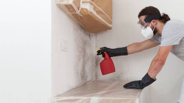 Professional Mold Cleanup technician working in North Andover, MA