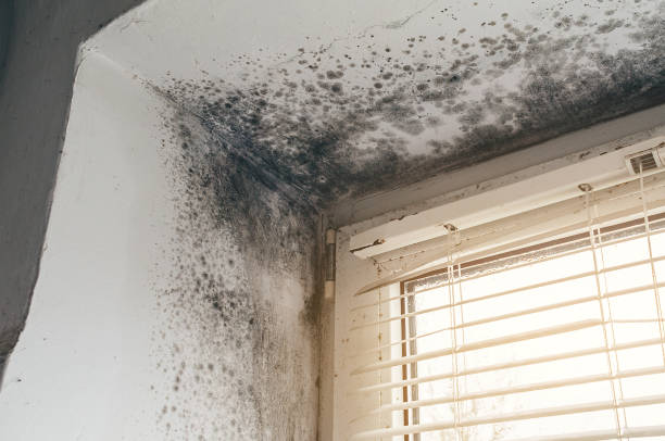 Affordable Mold Cleanup solutions in North Andover, MA
